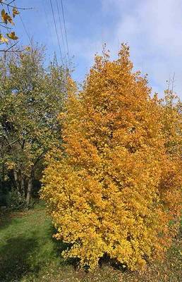 ACER MONSPESSULANUM